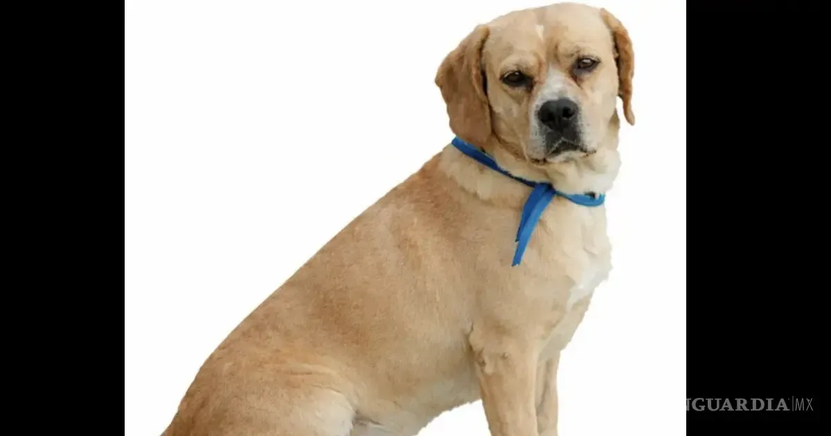 La desaparición de un perro clave para una persona con epilepsia causa alarma en la comunidad.