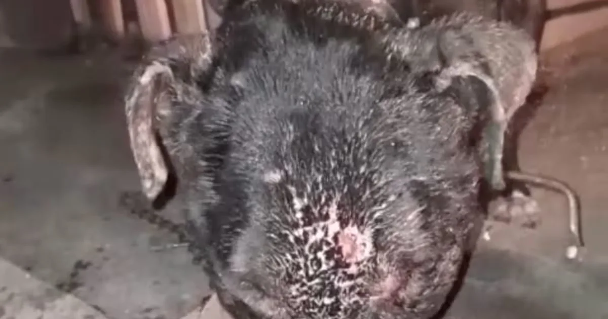 La dueña de “Negrito” exige justicia tras la muerte de su mascota en Tijuana.