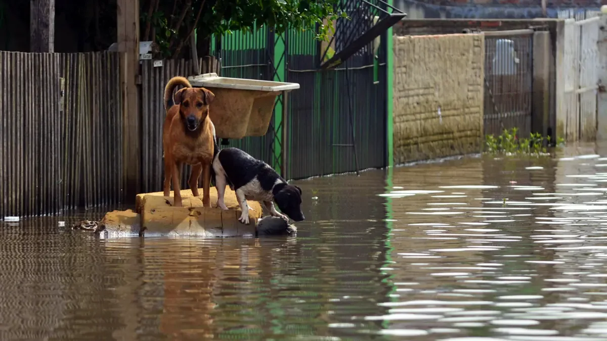 La emergencia climática afecta tanto a familias como a sus mascotas en Córdoba.