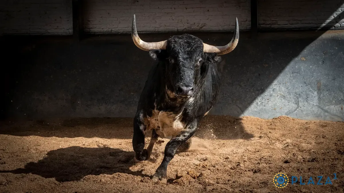 Tres toreros se presentan en un festejo con imponentes ejemplares en Madrid.
