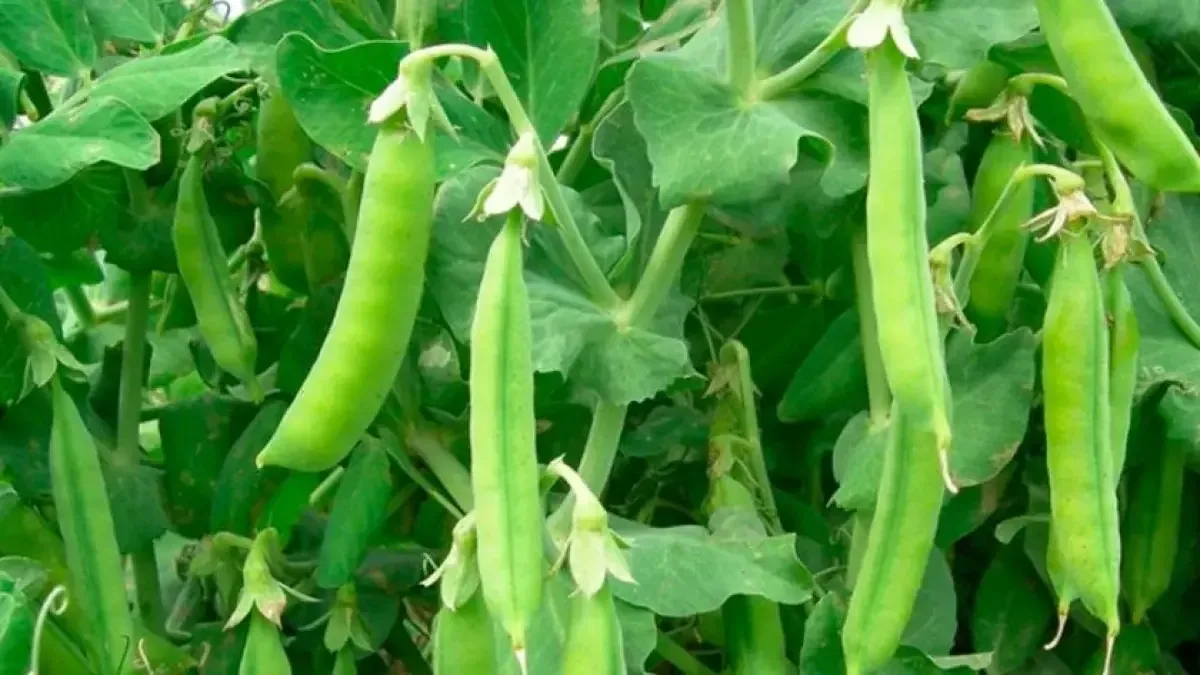 La escasez de agua impulsa a los agricultores del Limarí a innovar en sus cultivos.