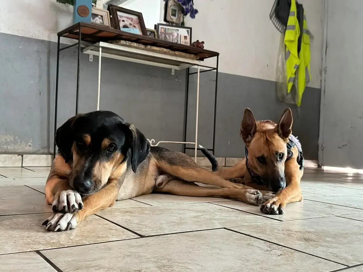 La falta de apoyo económico limita las acciones de rescate animal en el estado.