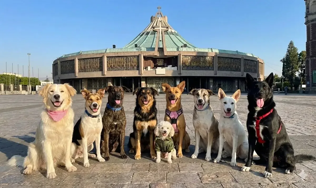 La feria busca fomentar la adopción responsable y mejorar la vida de perros rescatados.