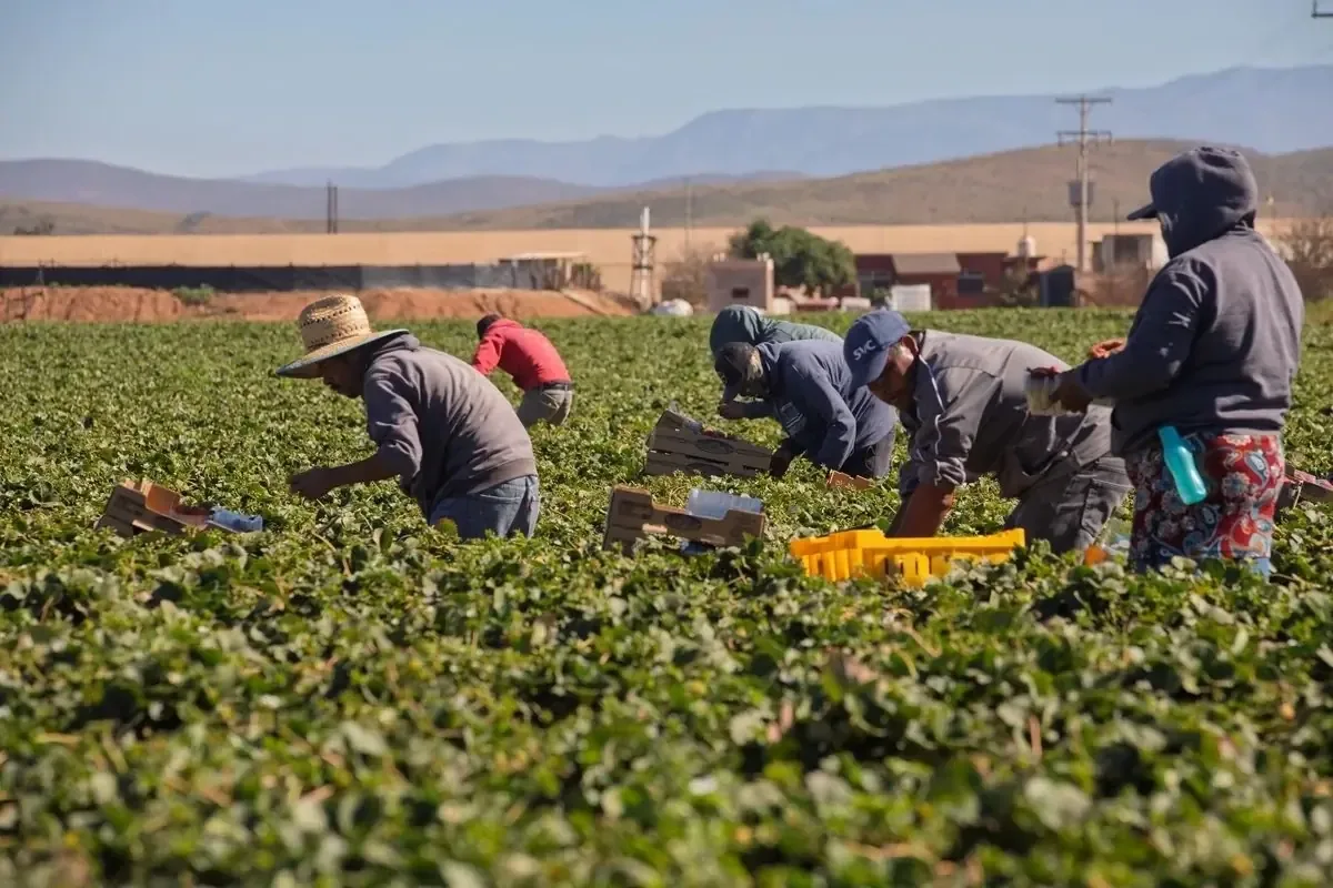 La “fiebre del oro” por berries revela el impacto laboral en jornaleros.