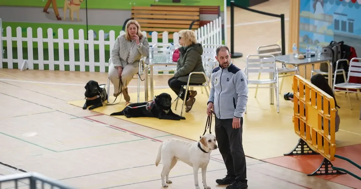 La Fundación ONCE del Perro Guía muestra cómo estos animales ayudan a la autonomía de personas ciegas.
