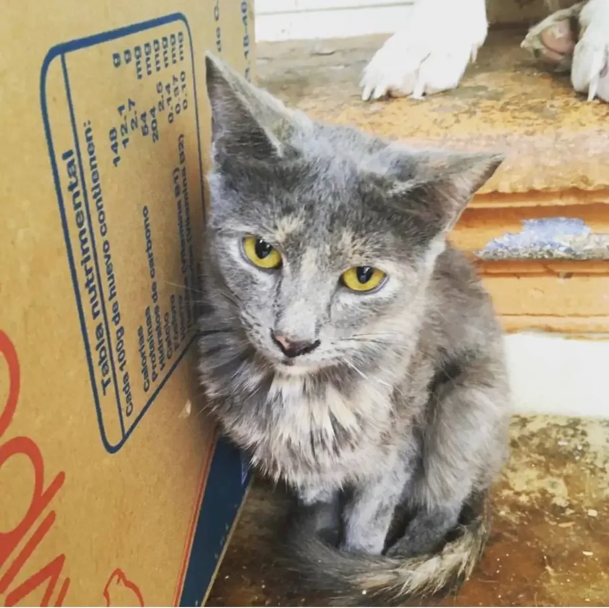 La fundadora de Gaticos A.C. critica a las autoridades por minimizar el maltrato animal.