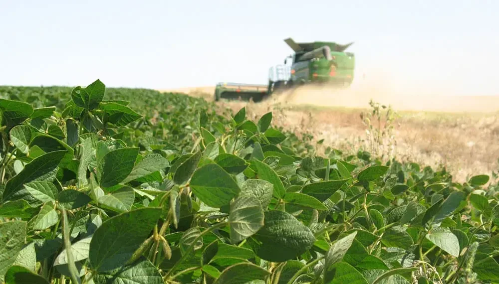 La grave falta de lluvias preocupa al sector agropecuario de la región.