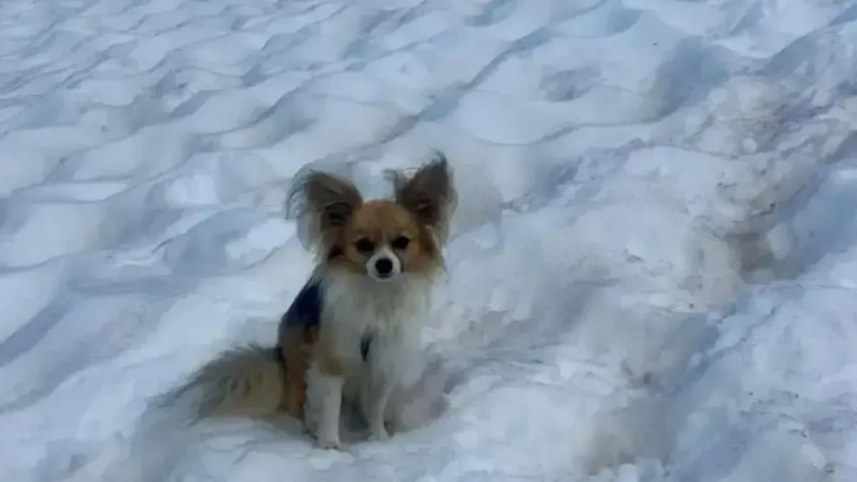 La historia de un valiente chihuahua que no se separó de su dueño mientras éste fue rescatado.