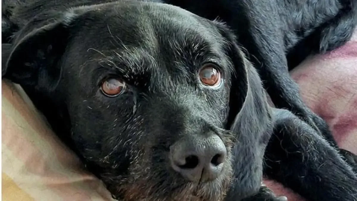 La historia de una activista y su perro muestra el poder del vínculo humano-animal.