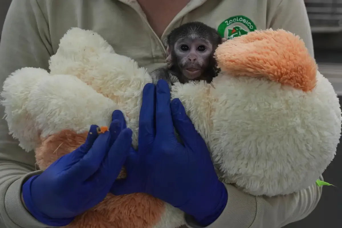 La historia de Yuji capta la atención de México y resalta la importancia del cuidado animal.