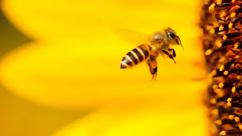 La importancia de las abejas en la polinización y su papel en la economía.