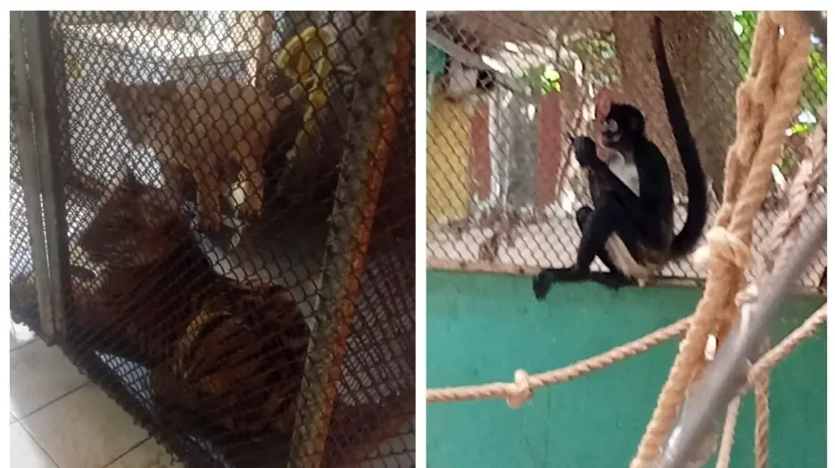 La intervención de las autoridades destaca la protección de la fauna y la lucha contra el tráfico ilegal de animales.