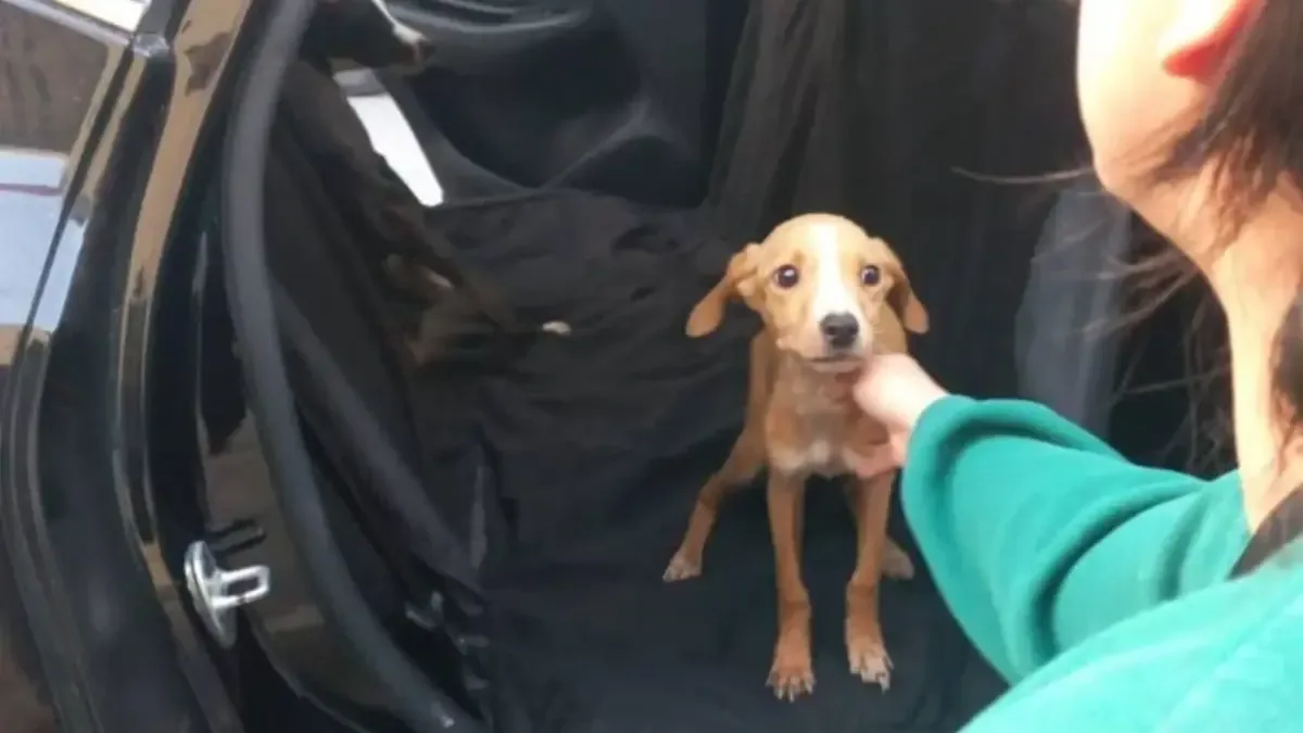 La intervención fue gracias a una denuncia ciudadana sobre condiciones deplorables para los animales.