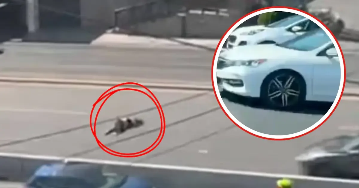 La joven involucrada en el accidente padecía trastornos de la personalidad y se lanza hacia el auto en avenida Paseo de los Leones.