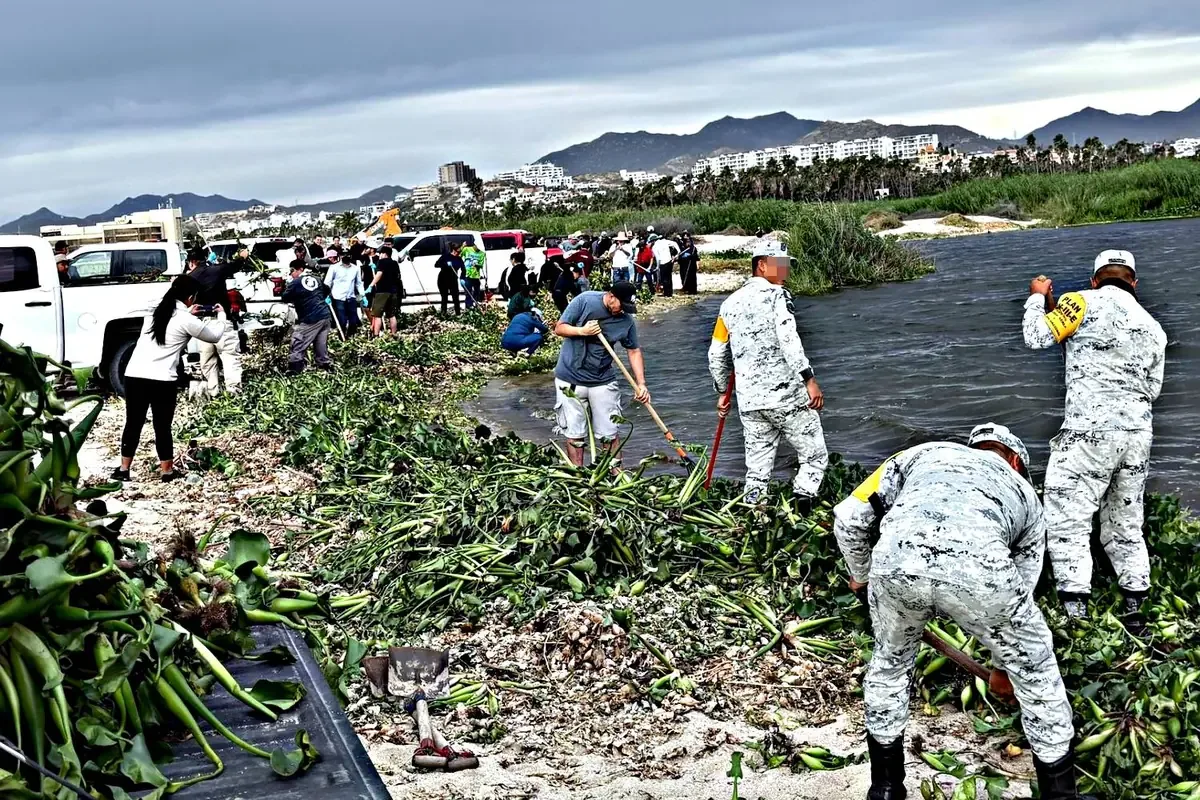 La limpieza busca proteger el Estero y su biodiversidad en Los Cabos.