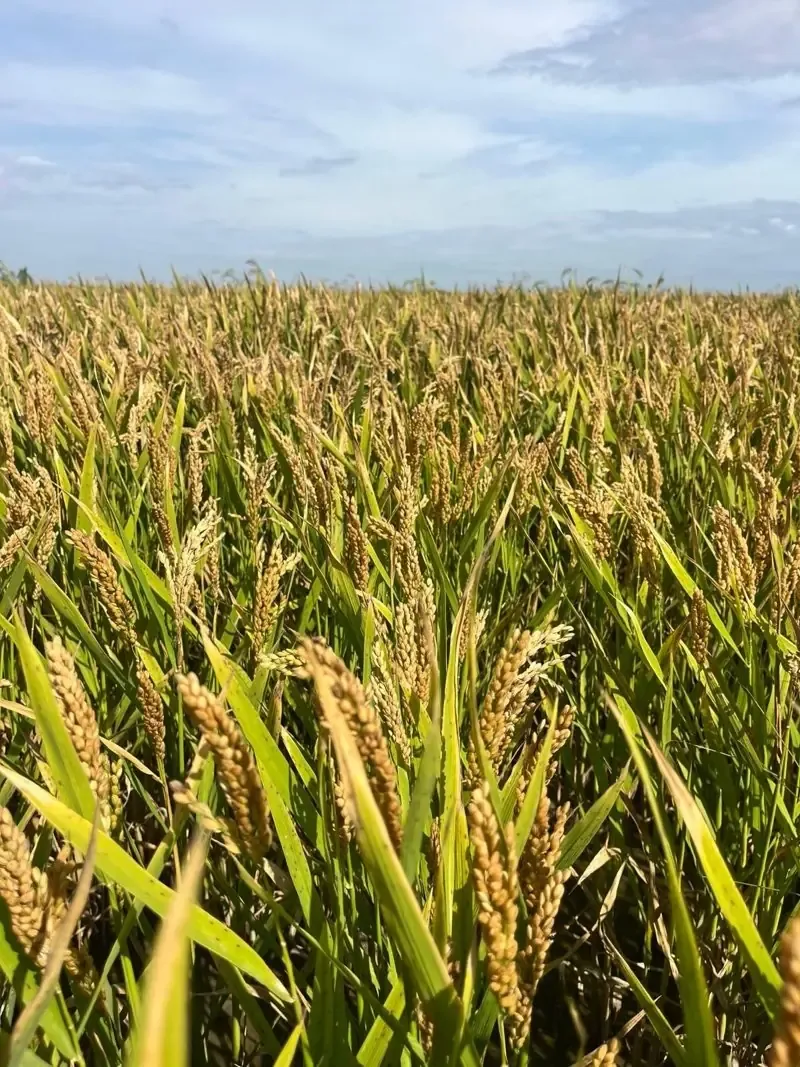 La organización agraria UPA-UCE denuncia la falta de protección al arroz en España tras reciente decisión del Parlamento Europeo.