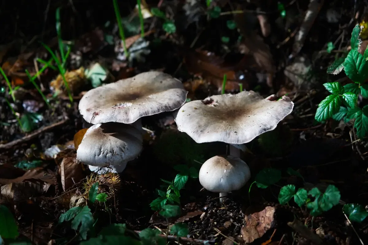 La piel de micelio está transformando la industria de la moda como una opción ecológica y biodegradable.