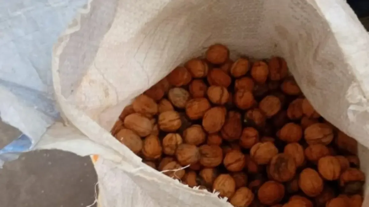 La Policía de Mendoza intensifica operativos en fincas para combatir el hurto de nueces.