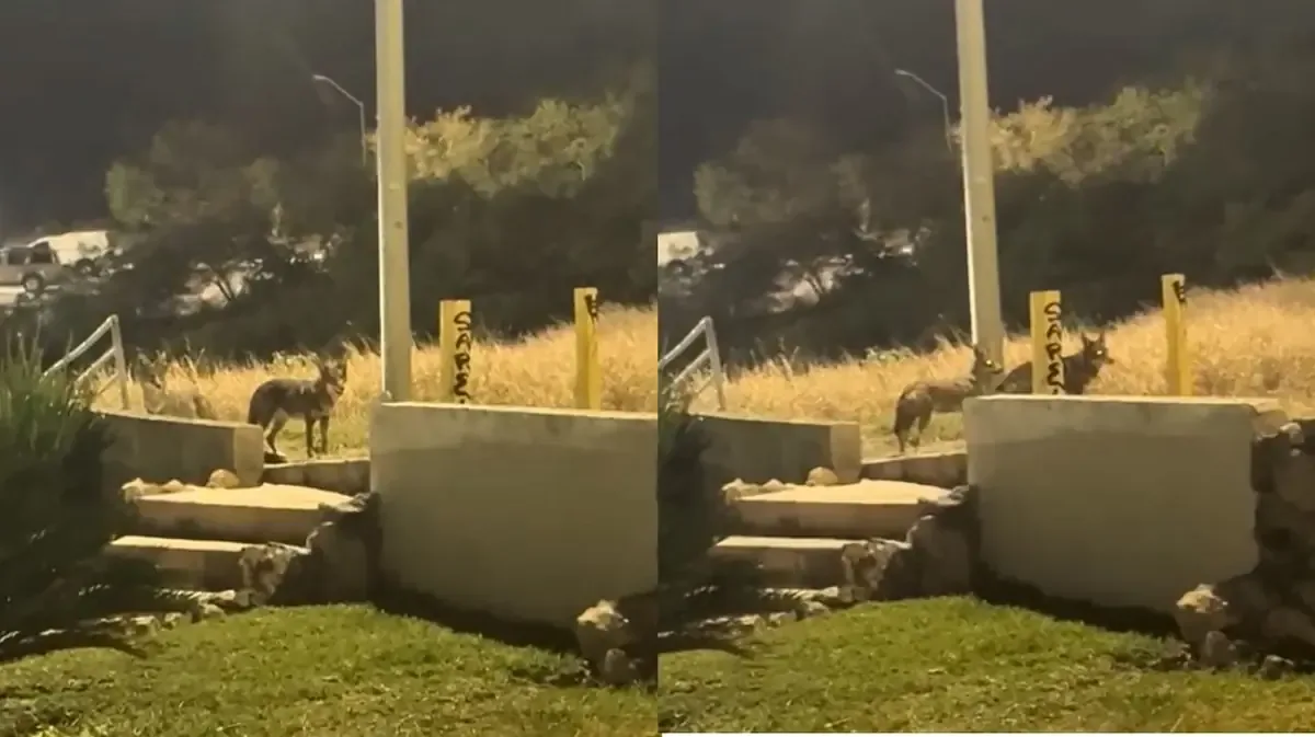 La presencia de coyotes en la colonia El Obispo genera preocupación entre vecinos y estudiantes.