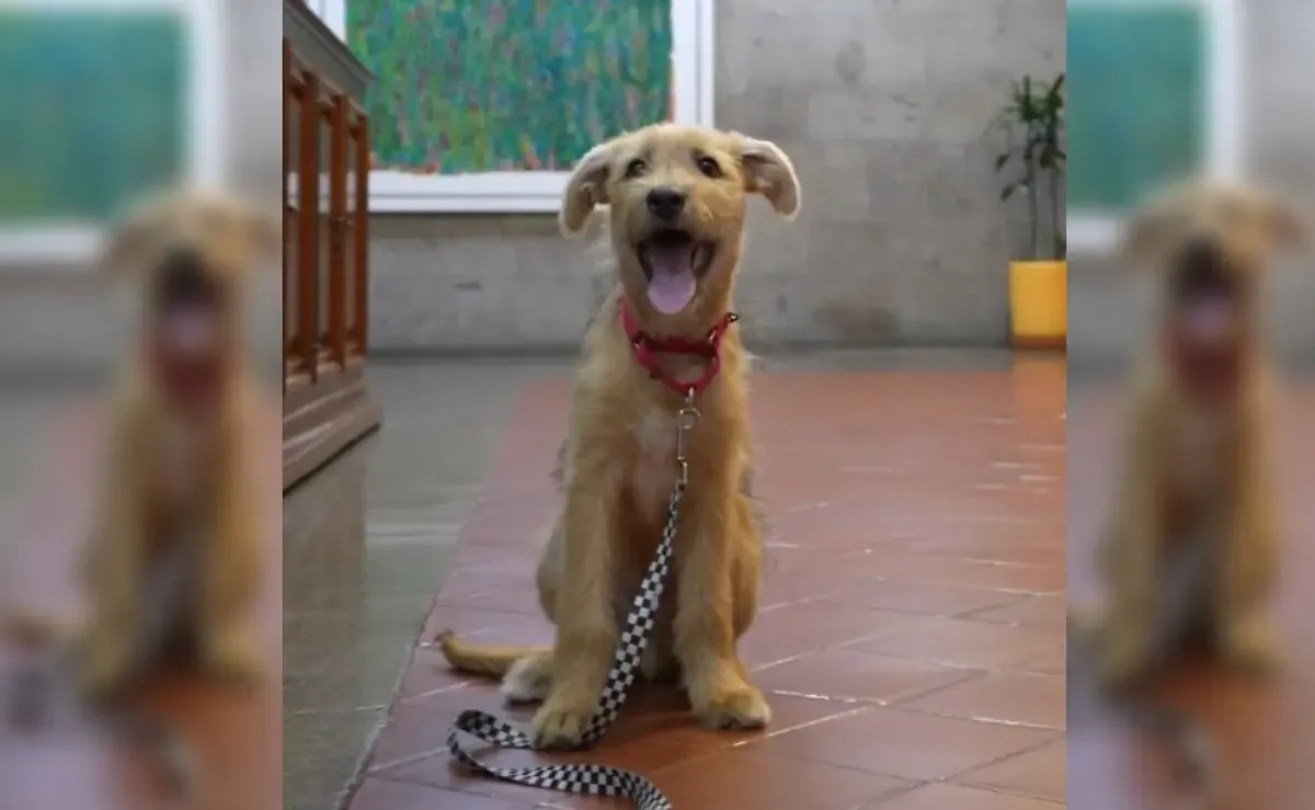 Rollo, un cachorro mestizo, comienza a trabajar en Palacio Nacional para brindar bienestar emocional al equipo.