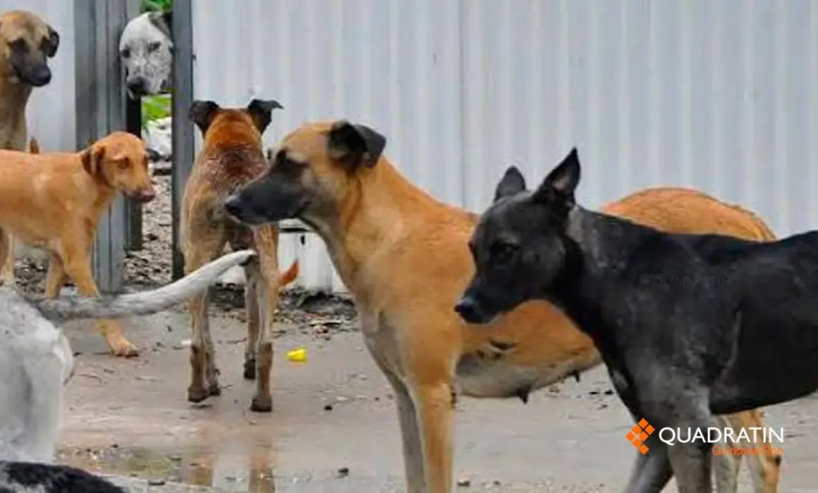 La presidenta municipal Ana Patricia Peralta de la Peña en anuncio sobre el bienestar animal.