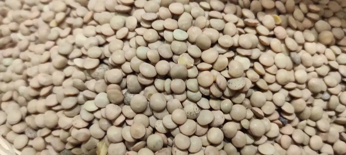 El ingreso de lenteja canadiense a menor precio afecta gravemente a los productores locales.
