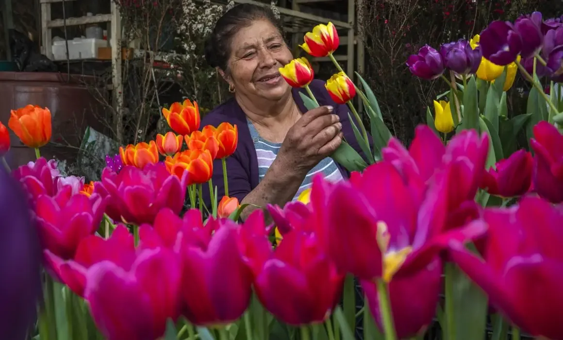 La producción floral garantiza el abastecimiento para el Día del Amor y la Amistad.