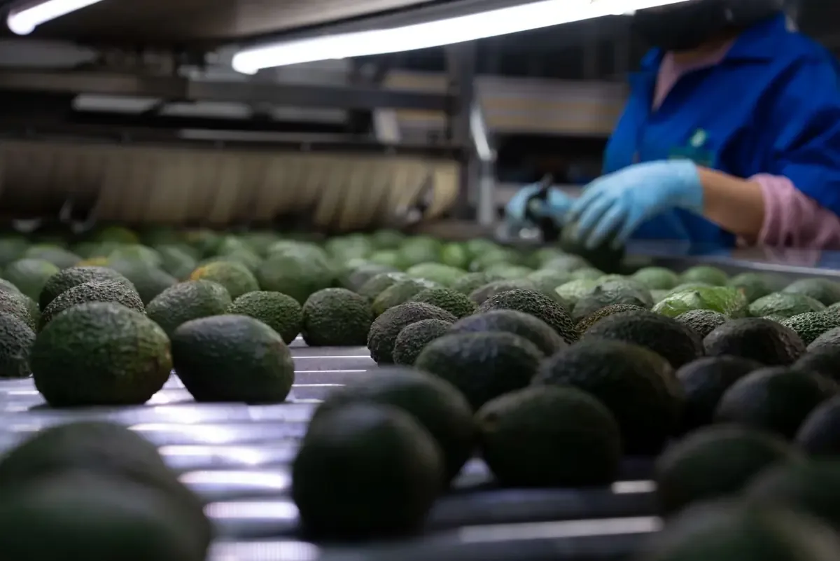 La producción sustentable de aguacate es clave para el evento deportivo más importante de EE. UU.
