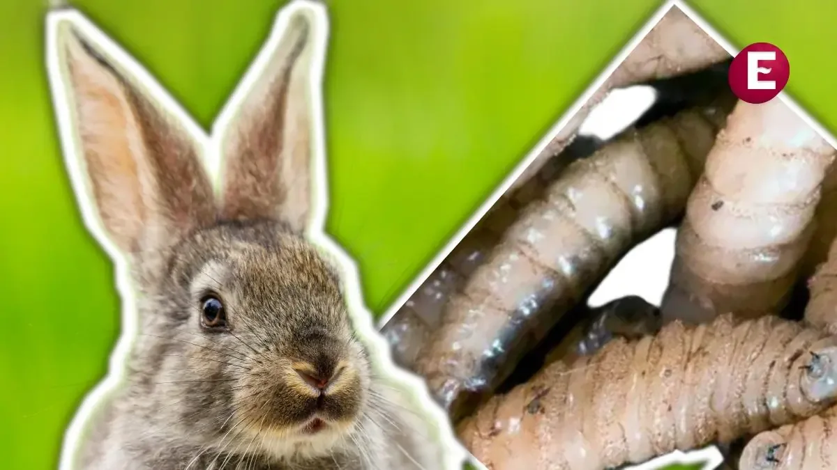 La propagación del gusano barrenador en México genera preocupación en la salud animal y la agricultura.