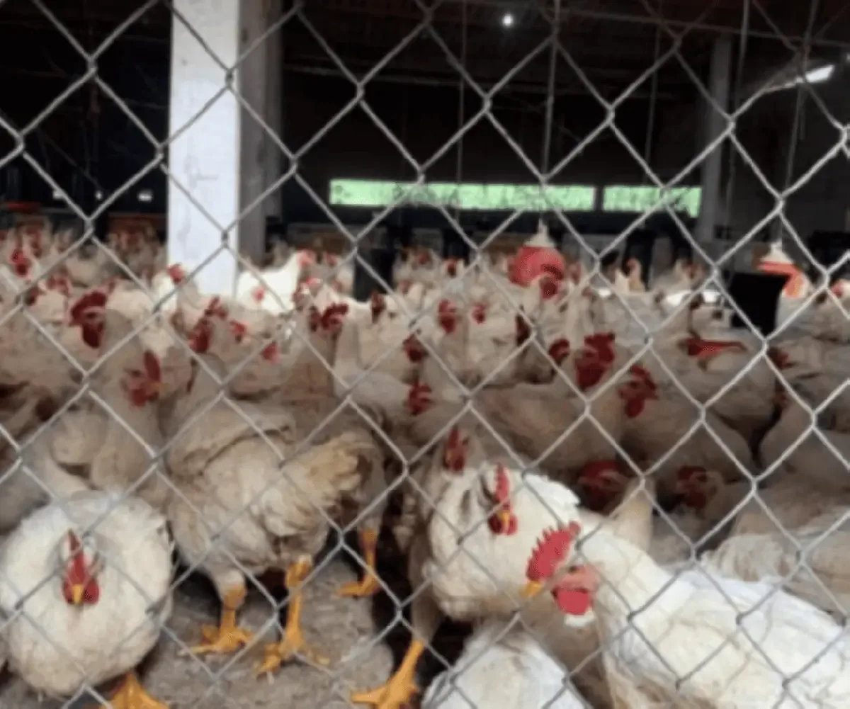 La propuesta busca fortalecer la producción nacional y ajustar los mecanismos de importación.