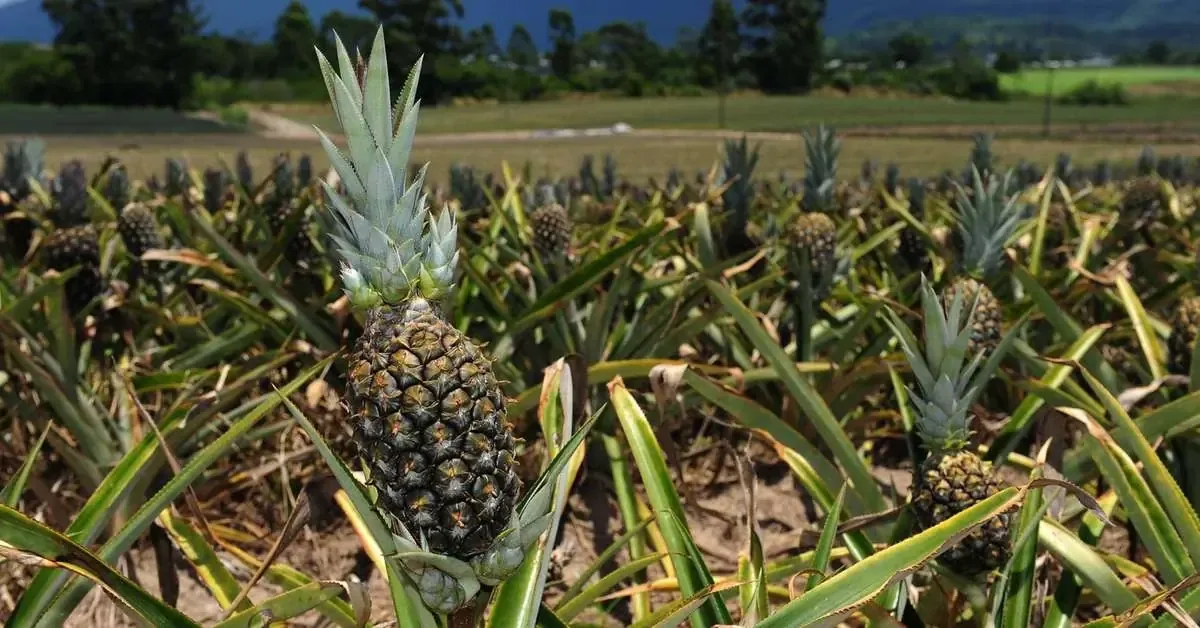 La región destaca por su producción de banana y abacaxi, impulsando la economía local.
