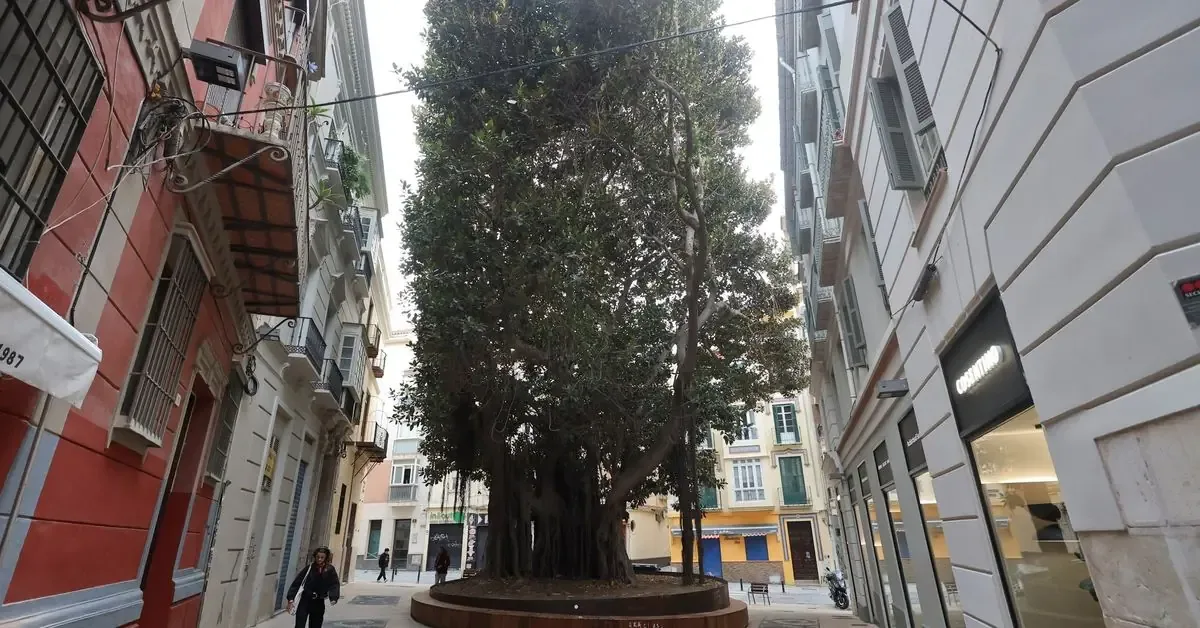La rehabilitación de la Plaza de San Pedro de Alcántara promete revitalizar el entorno urbano y mejorar la experiencia de los vecinos y visitantes.
