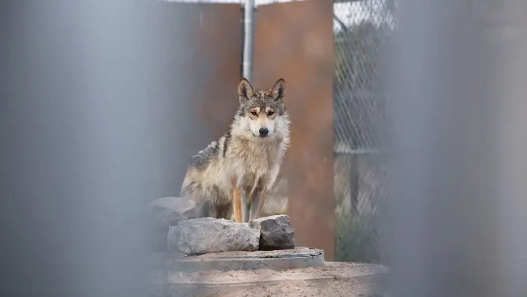 La reintroducción de lobos grises en Durango marca un hito para la conservación.