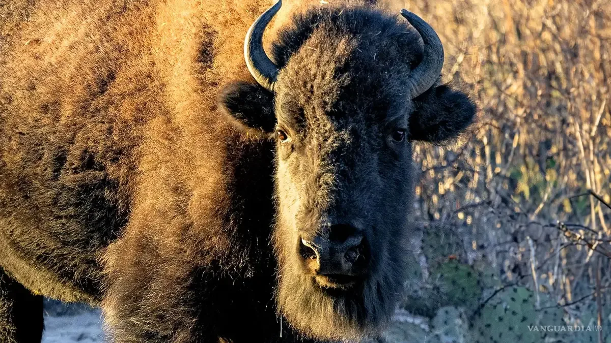 La reintroducción del bisonte americano promueve el equilibrio ecológico y cultural en la región desértica.
