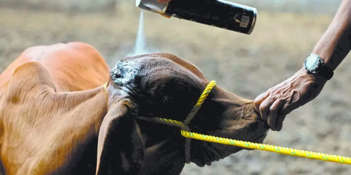 La SADER Jalisco activa protocolos sanitarios tras el hallazgo en Jilotlán de los Dolores.
