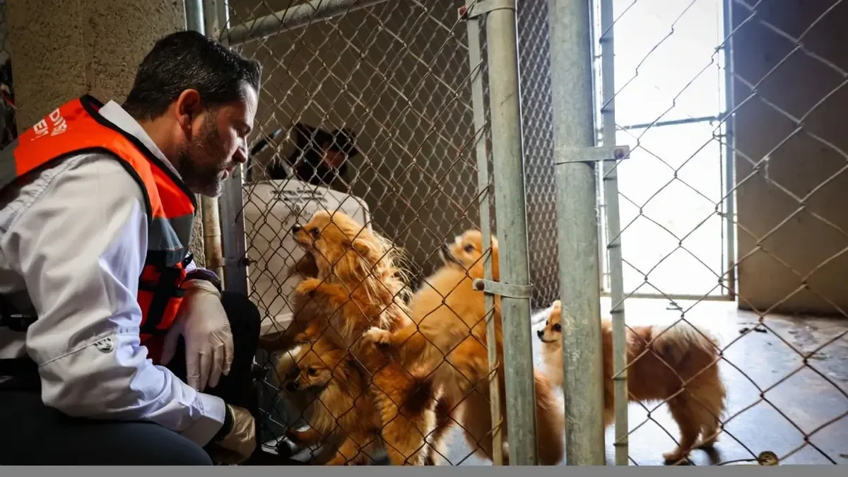 La Secretaría de Medio Ambiente asegura el bienestar animal tras operativo en Nuevo León.