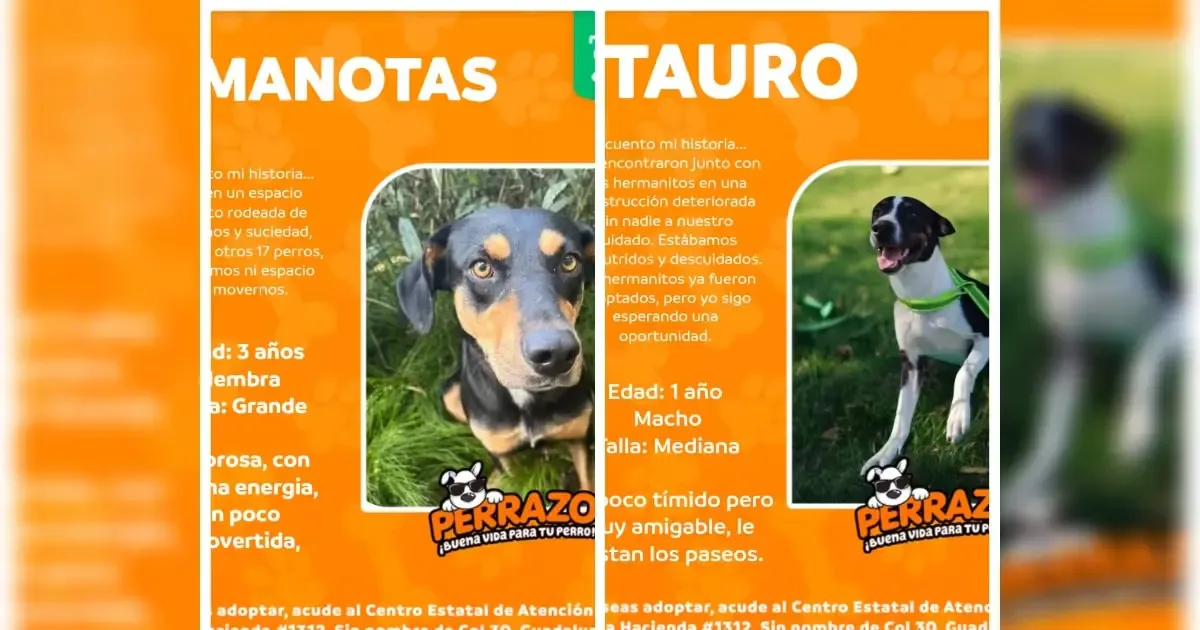 La Secretaría de Medio Ambiente fomenta la adopción responsable de perritos a través de su catálogo.