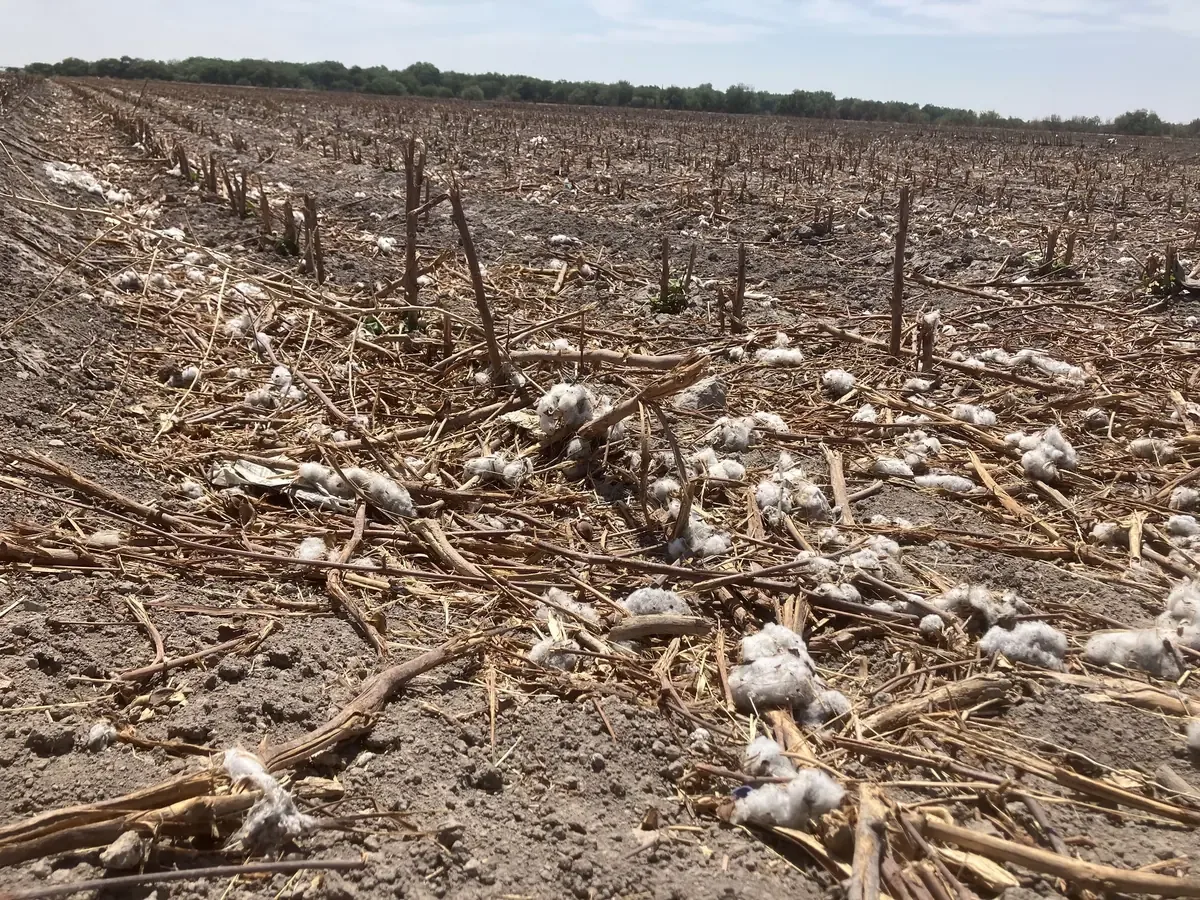 La siembra de algodón podría revitalizar la economía del municipio tras años de baja producción.