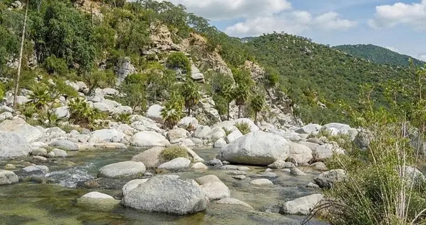 La Sierra de la Laguna, un área vital para la conservación ambiental en Baja California Sur.