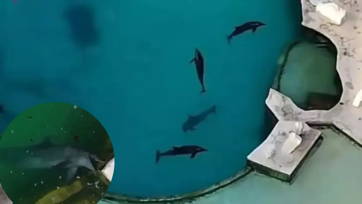 La situación de nueve delfines en Cancún provoca inquietud entre expertos y ambientalistas.