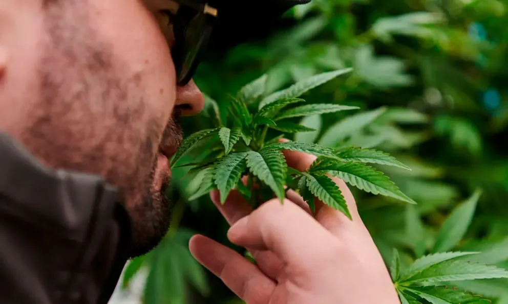 La Suprema Corte debate sobre la despenalización del consumo de mariguana.