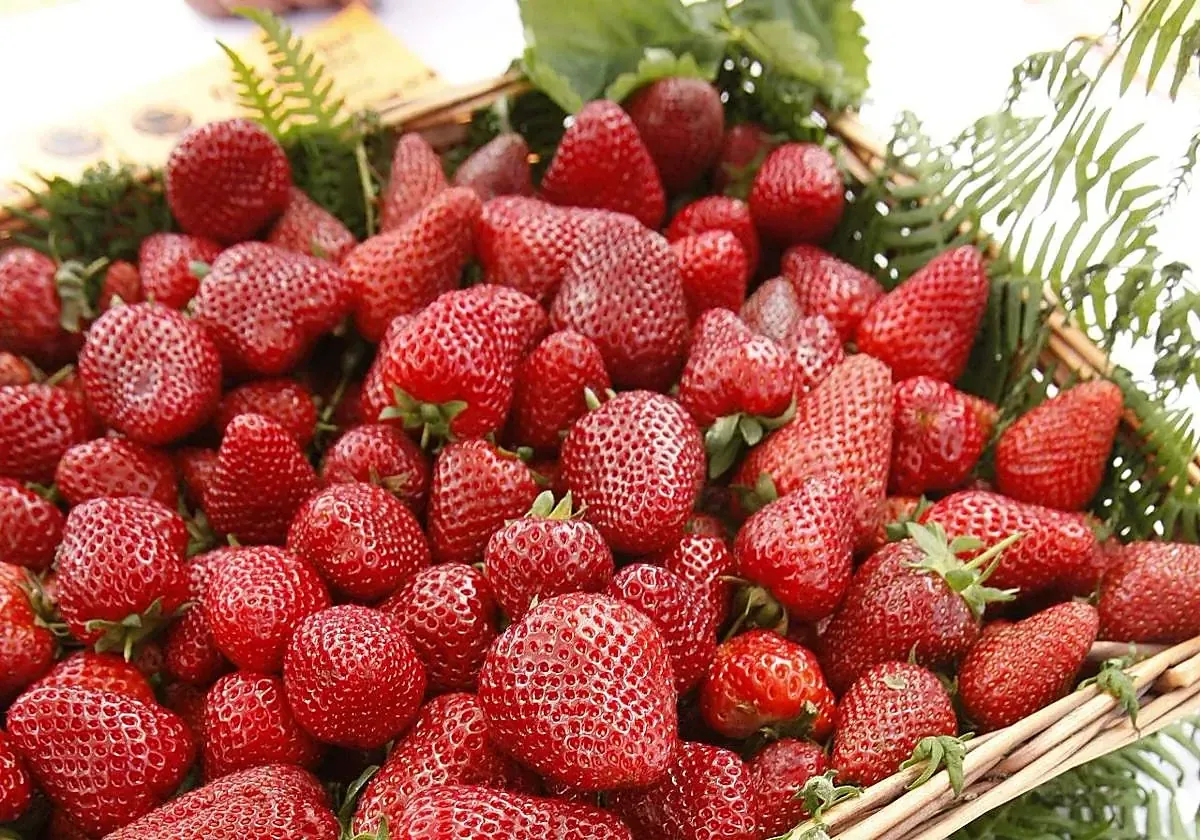 La cosecha de fresas en Candamo destaca por su calidad y tradición local.