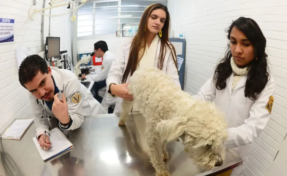 La UNAM destaca como la única universidad mexicana presente en cinco categorías académicas a nivel global.