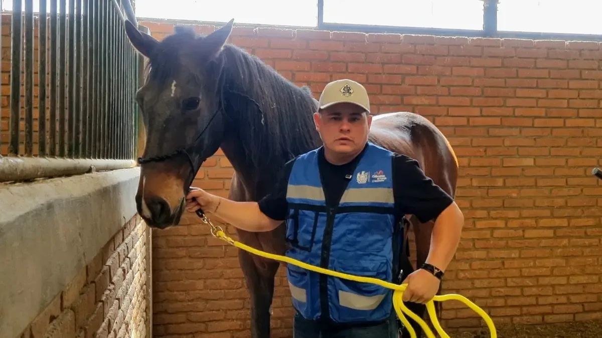 La unidad especial cuida de sus caballos mientras patrullan áreas de acceso complicado.