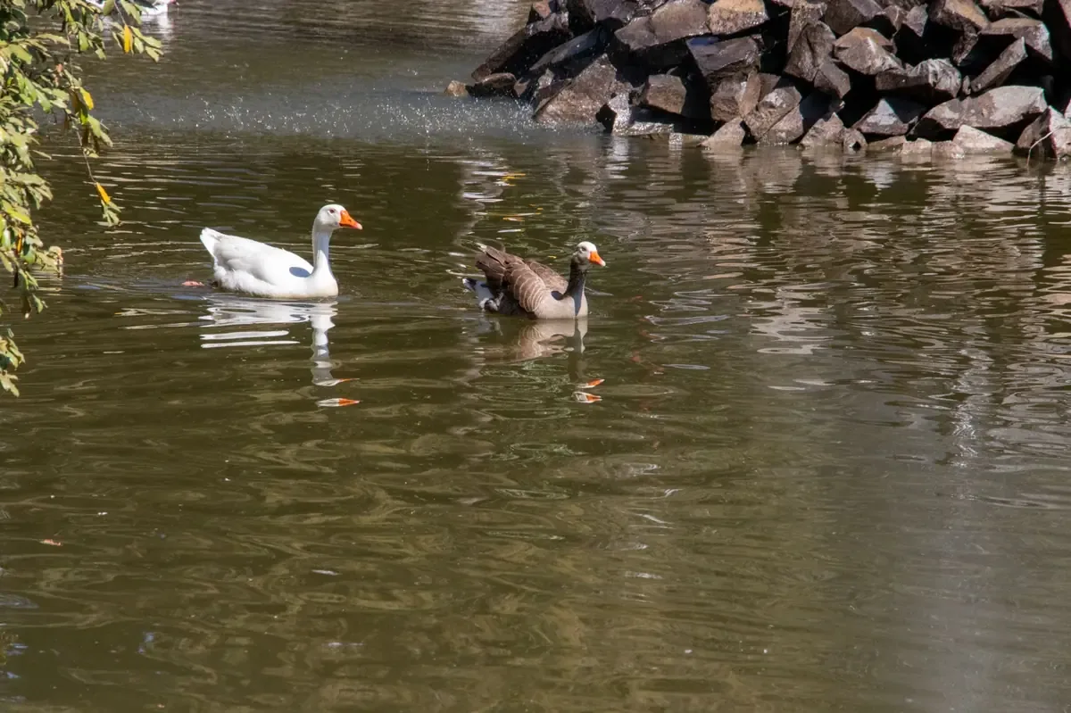 La universidad se convierte en un refugio para la biodiversidad en la ciudad.