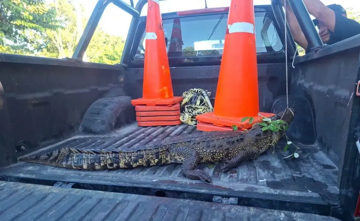 La intervención de las autoridades permitió capturar y trasladar al reptil a un lugar seguro.