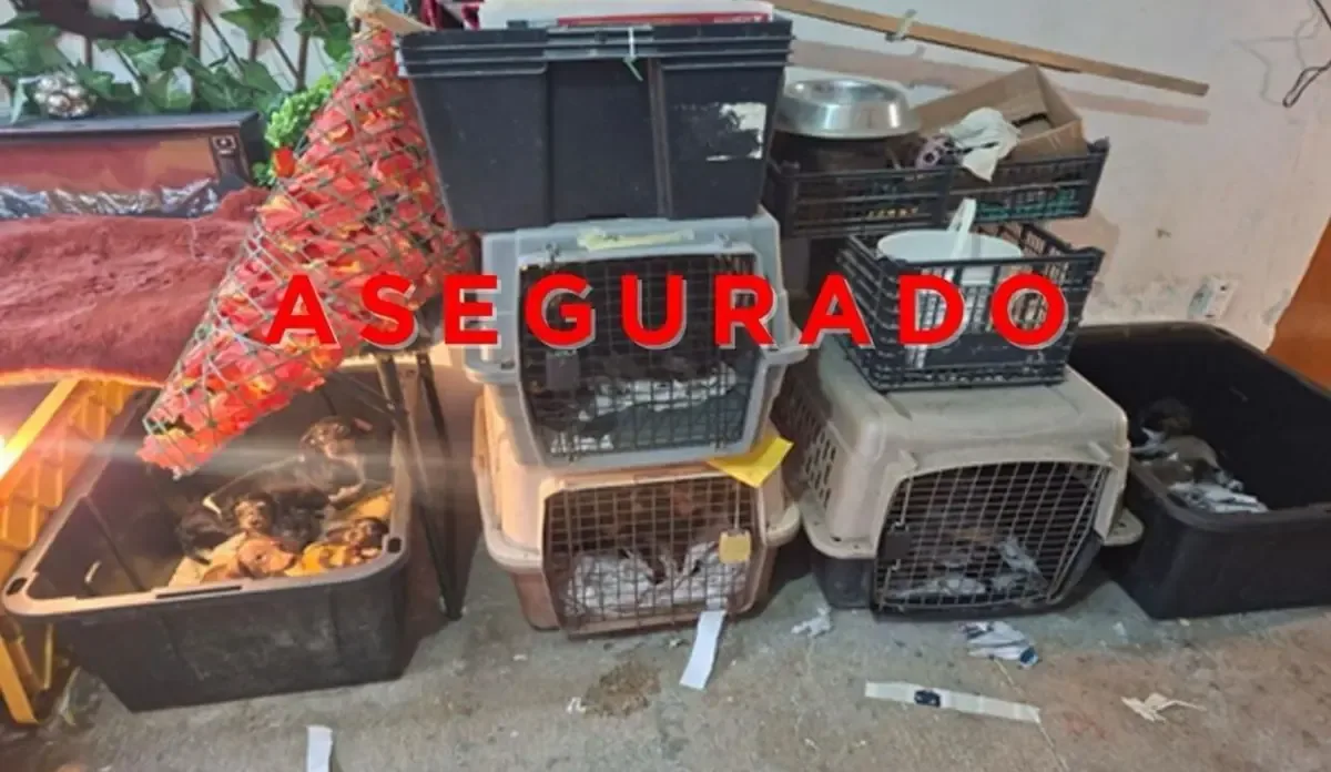 Las autoridades encontraron a los animales en estado crítico y aseguraron el predio, evidenciando un caso de maltrato animal.