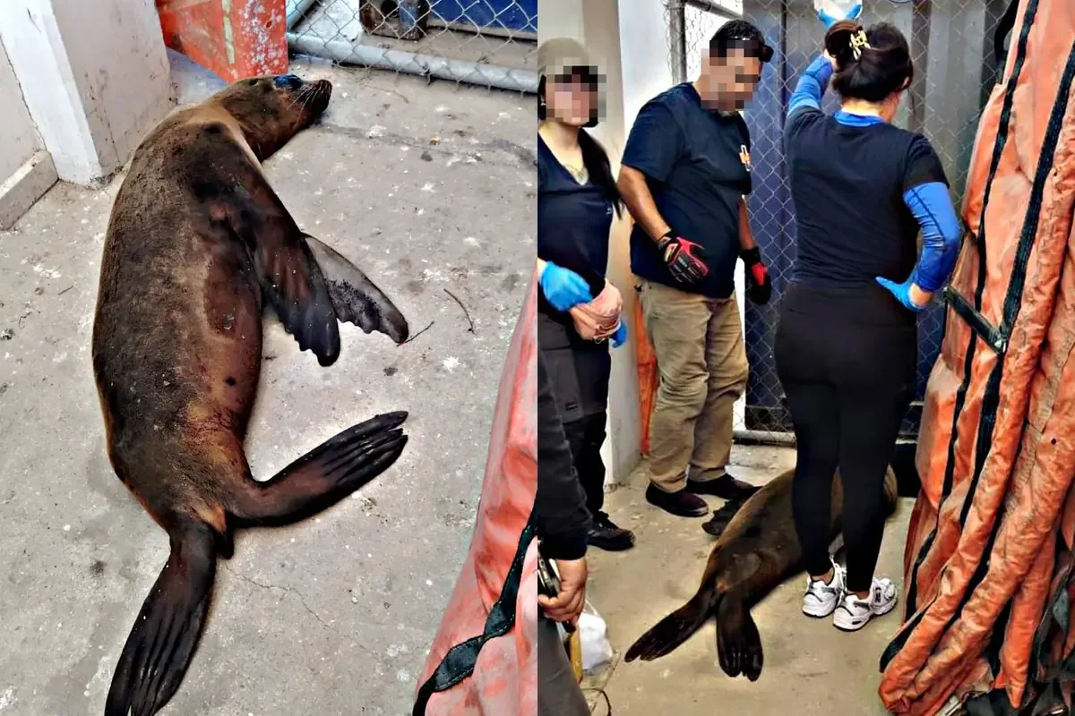 Las autoridades refuerzan esfuerzos por la protección de especies marinas en Baja California Sur.