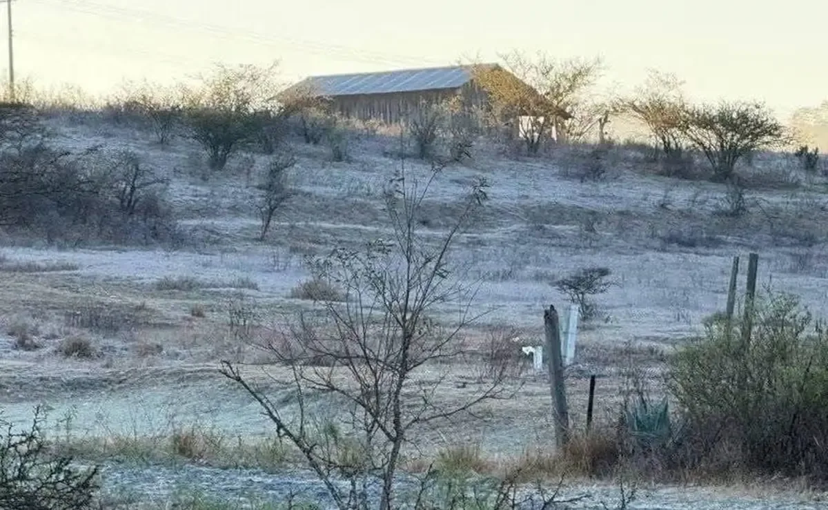 Las bajas temperaturas afectan cultivos en la Mixteca y Sierra Norte, con daños reportedos en comunidades locales.