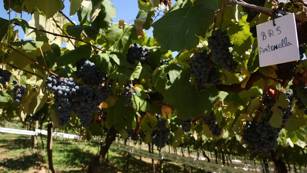 Las innovaciones en viticultura prometen mejorar la producción de vinos y jugos en la región.